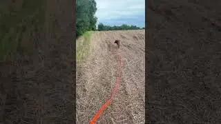 Bloodhound tracking 500 yard mock deer trail laid with trackers ID (interdigital gland scent)