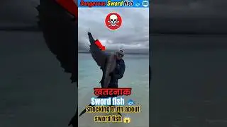 World's most dangerous fish - sword fish🐟 | Shocking truth about sword fish😱 | #Swordfish #shorts
