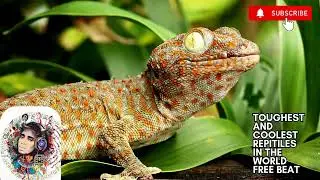 FREE AFRICAN BEAT,TOUGHEST AND COOLEST REPITILES IN THE WORLD