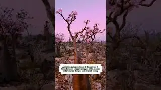 Bootle tree #popular #nature #bottletree #tree #socotra #socotraisland #amazing #shorts  #endemic