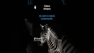 🦓🤔 Zebra Stripes #sciencefacts #shorts #reels
