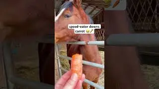 Horse Speed-Eater Downs A Carrot 😂🥕#shorts