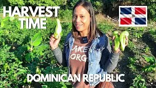 My First Harvest Of Cubanelle | Dominican Republic Agriculture Farming