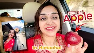 Manali k Fresh 🌲Apples🍎😍 