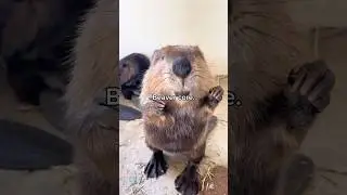 Beaver core.🌳🦫| Cute, Funny & true Survivors🦦#beaver#beaverlake#funnyanimals#animals #cuteanimals