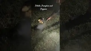Potato, Pumpkin and Peppe#camping #campfire #campfiremagic #campfire_cooking #australia #travel #qld