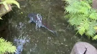 Disney’s Animal Kingdom Side Trail Surprise #cute #animals