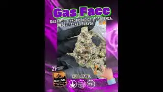Gas Face | Exotic Indica | 28% THCa | Heavy Hitter | Limonene, Diesel Terps #thcareview #hempflower