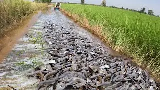UNBELIEVABLE! Thousands of Fish Harvested from a Small Rice Field Canal 😱
