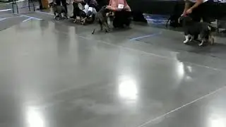 UKC dogshow UKC American Bully