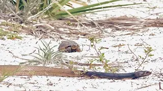 Exploring The Florida Scrub: Archbold's Nature Trail