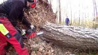 Cutting an uprooted tree - Jonsered 2045
