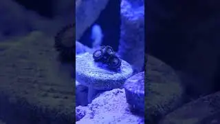 Just fragged these zoanthids and they&rsquo;ve already opened up! 📸@AveAReef #aquarium #reef #fyp #viral