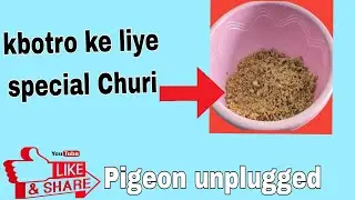 kbotra layi Roti Di Churi#bird #kboter #viralvideo @pigeonunpluged