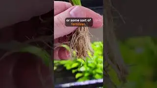 Why Every Planted Aquarium Needs An Amazon Sword #shorts