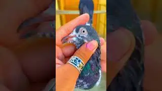 Home Bareed 40 number #pigeon #lovesongs #hammadsaeedkhan