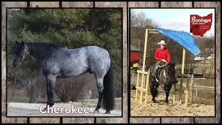 Lot # 23 Ca Merlyn Offered by Buckeye Acre Farm @ Premier Horse Sale| Big Sky, MT| Senior Safe |