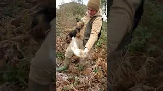 Bushing rabbits with terriers