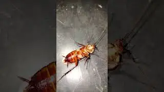 Cockroach run #youtubeshorts #animals #cockroach