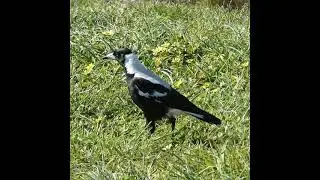 Aussie White Backed Magpie Walking close up Wild Australian Native Bird Crow Family Birdsong