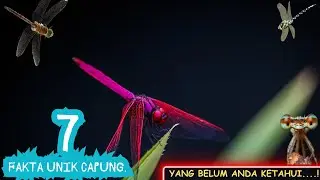 7 Fakta Menakjubkan Tentang Capung ▪&ndash;▪ Rahasia Sang Pemburu Udara yang Jarang Diketahui❗