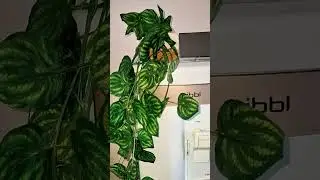 Planta pendente #plantapendente #plantapendurada #folhagem #plantapendenteartificial #acheinashopee