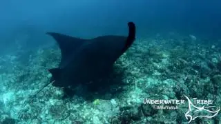 Manta Rays Swimming over a Reef