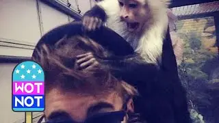 Whatever Happened To Justin Bieber's Monkey? And Other Bieber Pet Facts