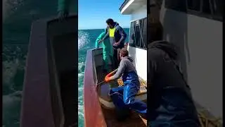 Great White Tries to Grab the Bait in Daylight ☀️🦈