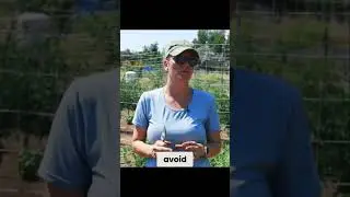 Grow Amazing Bell Peppers: Shade Cloth for Zone 9/10!