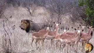 Huge Lion Do Not Scare Impala Antelope