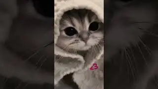 #cutiekitty#cutecatedits #cutecatshorts #cutekittenshorts #cutekittensmeowing #cutekitty#kittenshort