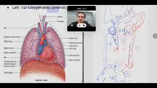 Basis Lecture 6: Cardiovascular system