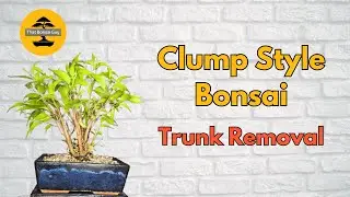 Trunk Removal for Clump Style Bonsai: Ficus Refinement