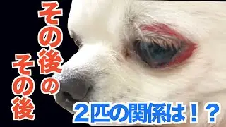 【報告動画２】限界だった喧嘩・・・諦めなくてよかった・・・