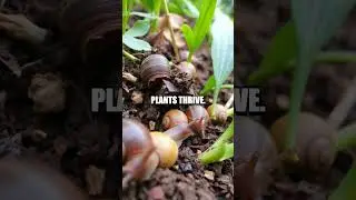 The Astonishing World of Snails: Slow but Extraordinary