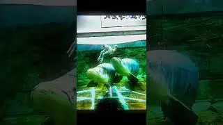 cat vs predator fish reflex #cat