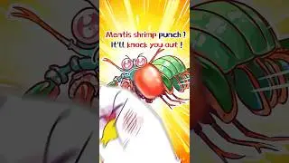 🦐Mantis Shrimp Punch? It'll Knock You Out❗️#shorts #trivia #comedy