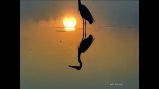 Birds _Giovanni Marradi