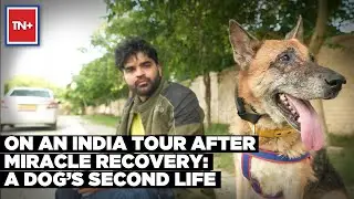 Meet The Cancer Survivor Dog Who Loves To Travel Big Distances With Her Buddy | Times Now Plus