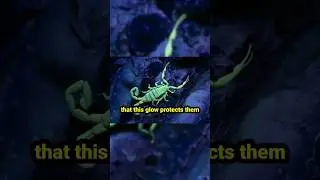 special thing about Scorpions #scorpion #facts