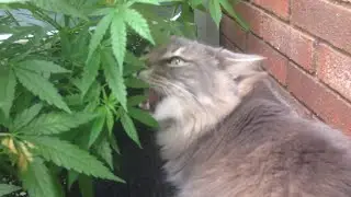 Willy The Cat Eats Marijuana Plant || ViralHog