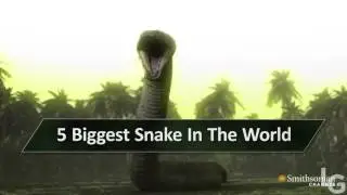 Big snake catch | village | world top five snakes