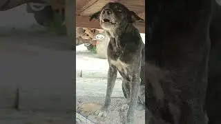 Blog tar doo  #dog #freefire #vlog #viralvideos
