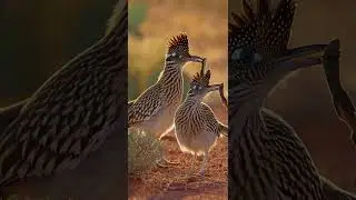 Road Runner Mating Ritual | Amazing Desert Bird Behavior