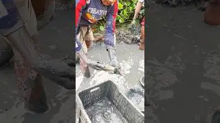Look at the beautiful colors of the local Magur fish. #viral #fishing #fish #shortvideo #shorts #...