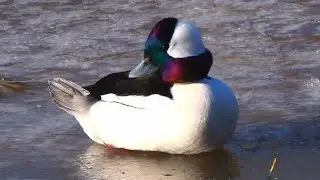 Bufflehead Duck, Coyotes, Bald Eagle and More Wild Encounters Filmed in 4K Nikon Clarity !