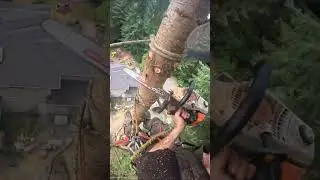 🌳Chainsaw 🪓Mastery  #shorts #treeservice #chainsaw #viralvideo #fyp #tree #tiktok #fypシ゚viral #news