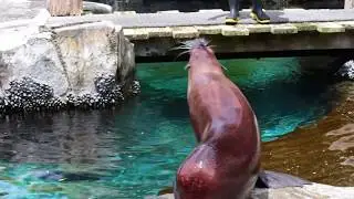 New Zealand Fur Seal (Kekeno)  | Auckland Zoo [Full HD]