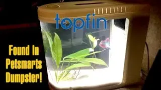 Тестирование аквариума Top Flint Fish Eye View, найденного в мусорном контейнере Petsmarts